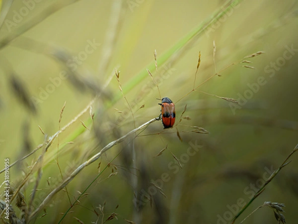 Fototapeta Insecte rouge et noir de l'espèce clytra pris en macro photographie sur un un brin d'herbe au milieu d'un champs. 