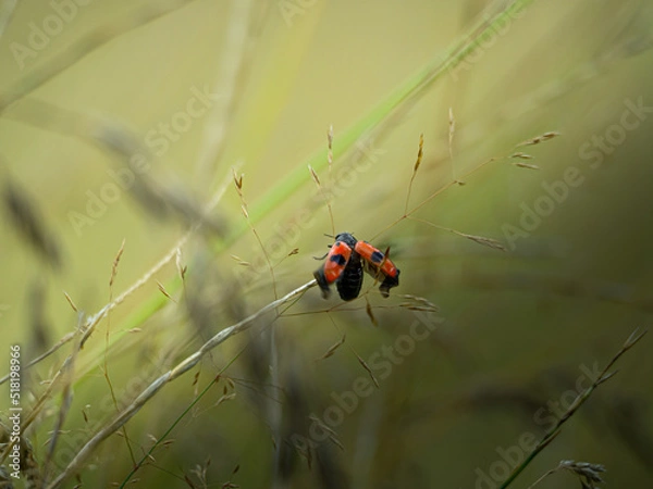 Fototapeta Insecte rouge et noir de l'espèce clytra pris en macro photographie sur un un brin d'herbe au milieu d'un champs. 