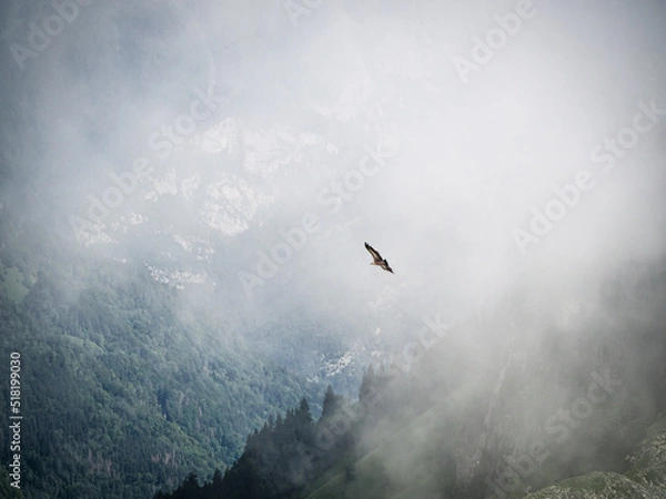 Obraz Vautour planant au dessus des montagnes d'Annecy et sortant d'un nuage d'altitude. 