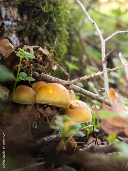 Fototapeta Groupe de champignon orange, couleur caramel, accrocher à l'ombre d'un arbre 