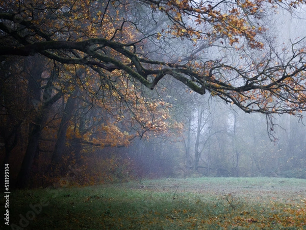 Fototapeta Viel arbre montrant ses feuilles orangés par l'automne au dessus d'un champs dans un décors brumeux. 
