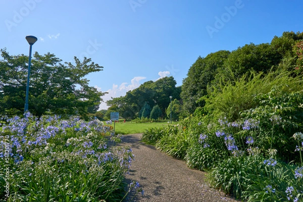 Obraz アガパンサスの公園　弁天ふれあいの森公園
