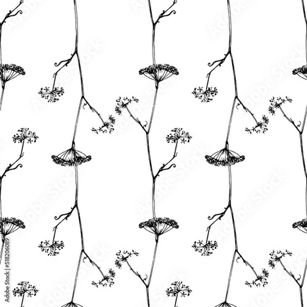 Fototapeta a pattern from the inflorescence of parsley seeds of a plant flower. template of hand-drawn edible plants flower parsley seeds, black outline with on white for floral label design