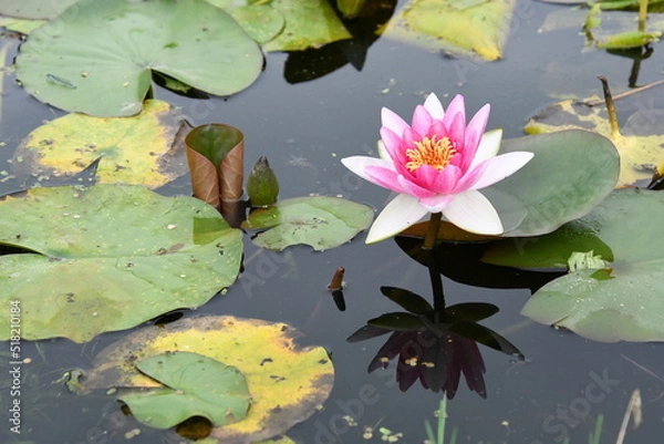 Fototapeta 満開のスイレンの花