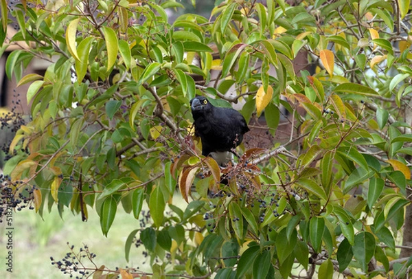 Fototapeta Australian Pied Currawong (Strepera graculina)