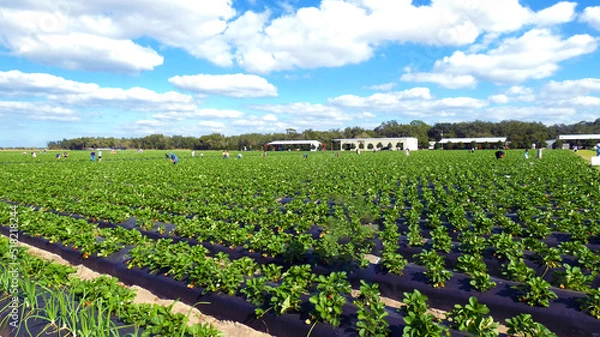 Fototapeta Strawberries horticulture farming with blue sky and clouds landscaping image photo picture