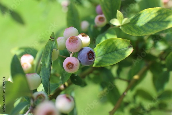 Fototapeta 色づきはじめたブルーベリーの実