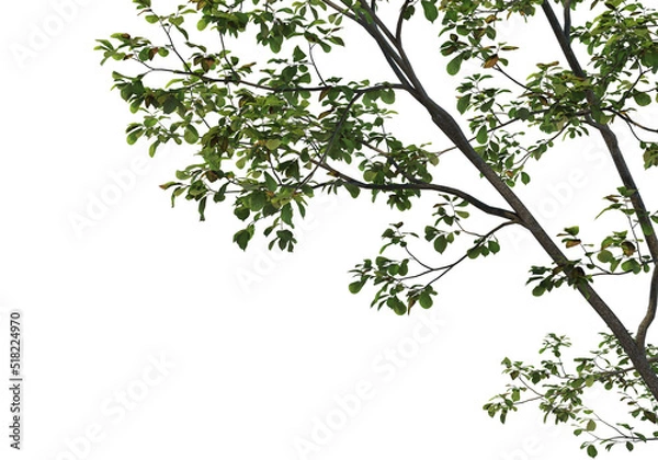 Obraz Foreground Tree on a white background