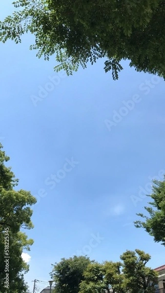 Obraz 青空と木々