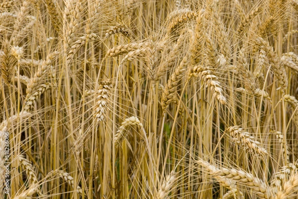 Fototapeta Ears of ripe yellow wheat on the field.