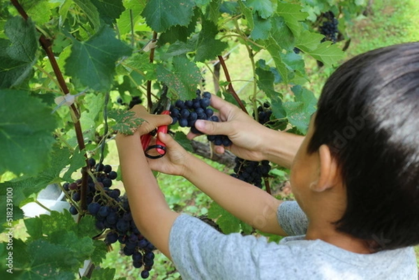 Obraz ワイン用のぶどうを収穫する小さな男の子
