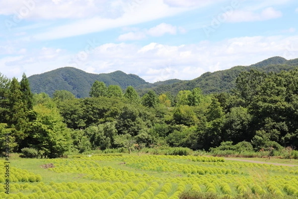 Obraz 緑が広がる景色