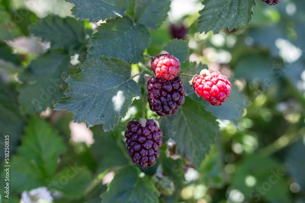Obraz Boysenberry  picked in summer