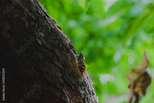Fototapeta 初夏の樹木にとまって鳴くアブラゼミ