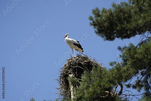 Fototapeta The White Stork (Ciconia ciconia) is a large wading bird in the stork family Ciconiidae.