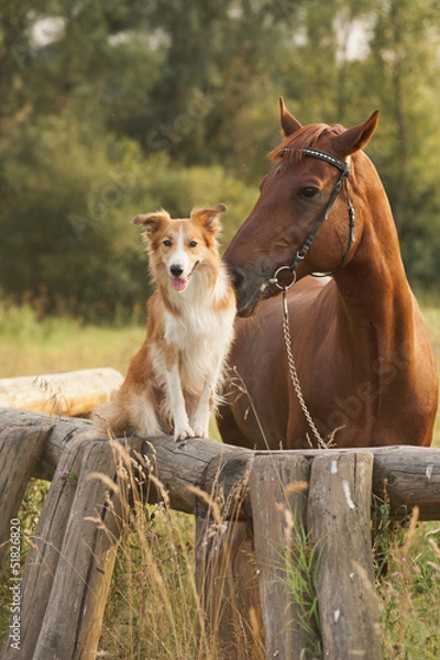 Obraz Red border collie dog and horse