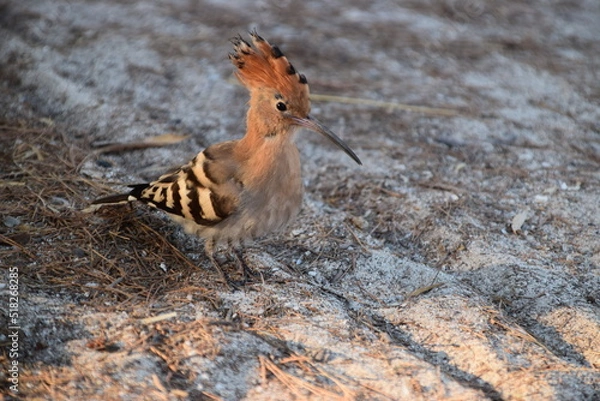 Obraz Dudek z bliska