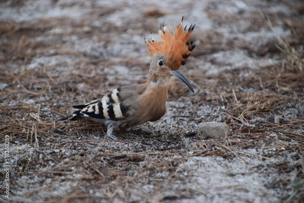 Obraz Dudek z bliska