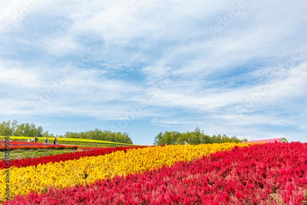 Fototapeta 北海道美瑛の広大な大自然「四季彩の丘」