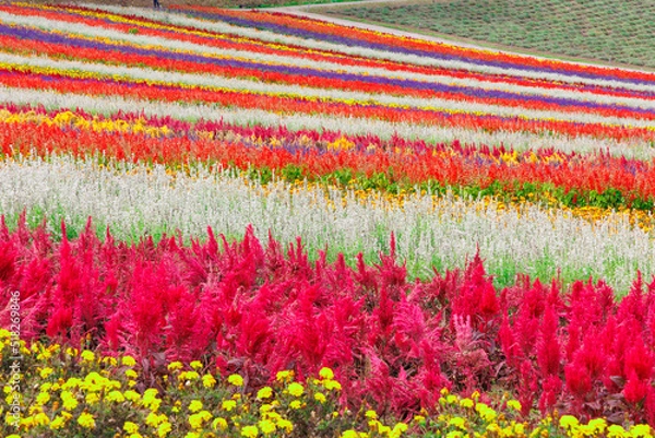Fototapeta 北海道美瑛の広大な大自然「四季彩の丘」