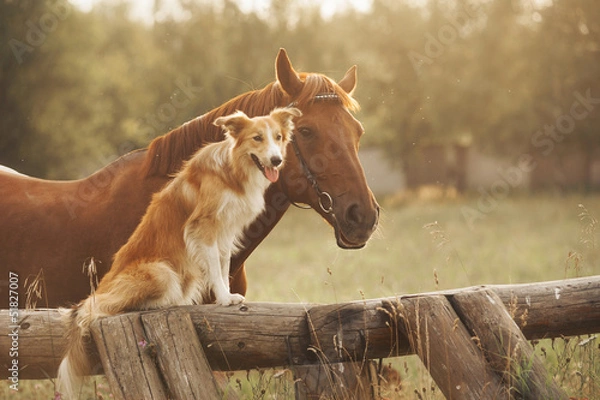 Obraz Czerwony pies rasy border collie i koń