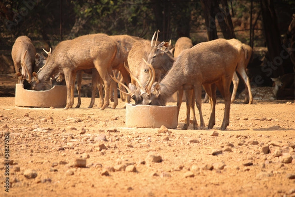 Fototapeta A herd of deer drinking water from the pot