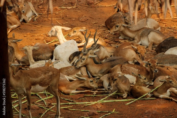 Fototapeta A herd of deer resting on a sunny day