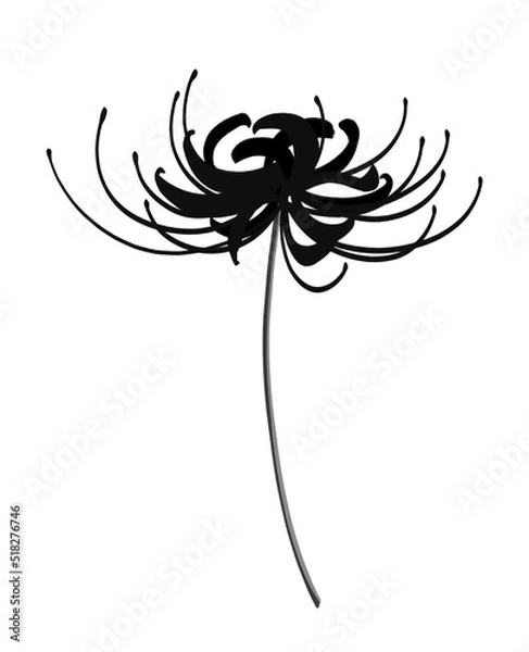 Obraz 彼岸花　モノクロ