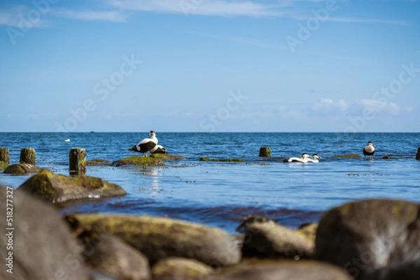 Fototapeta Möven am Meer