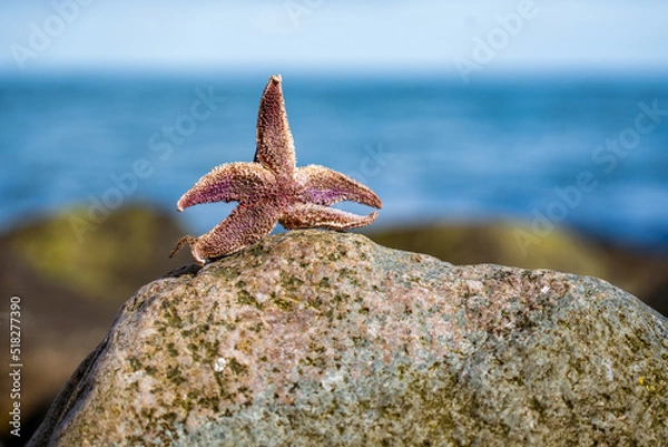 Obraz Seestern am Strand