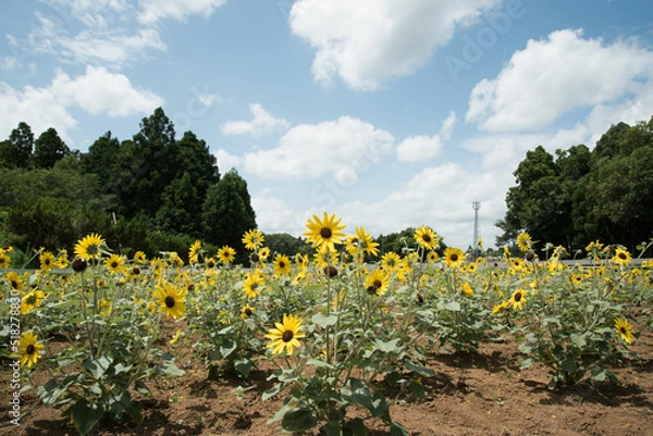 Obraz summer　sunflower　(ひまわり　夏の風景）
