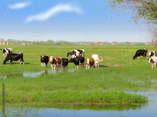 Fototapeta Cows in a field