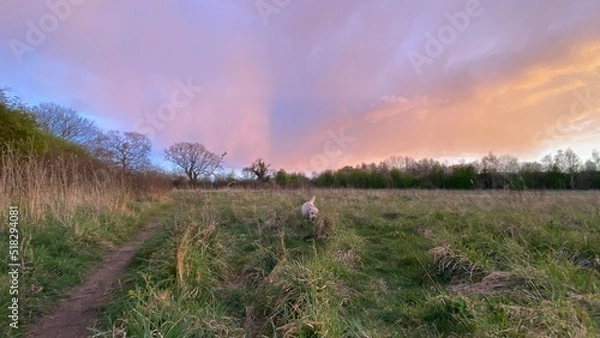 Fototapeta Labrador in field at sunset
