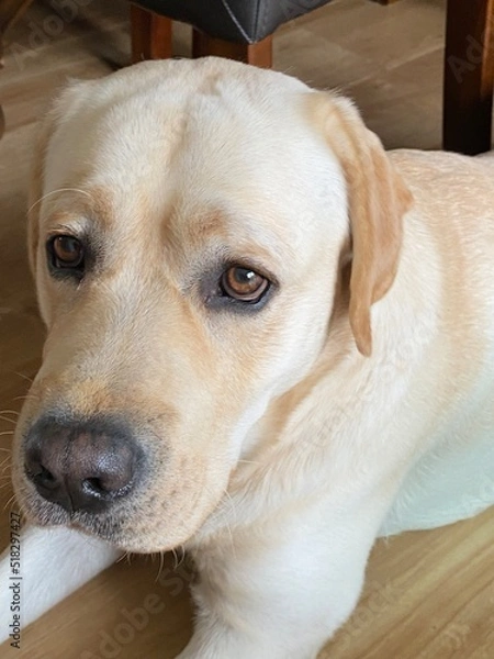 Obraz labrador retriever dog