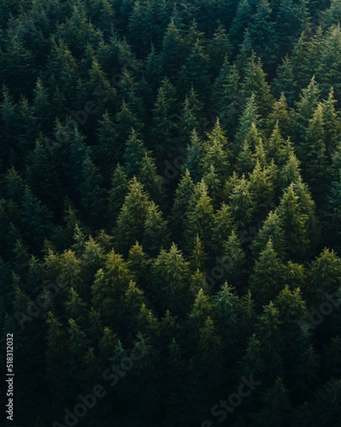 Fototapeta Aerial Overhead View of Tree tops in super rich dark green color shot in Spiti.