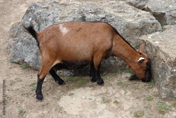 Fototapeta Chèvre