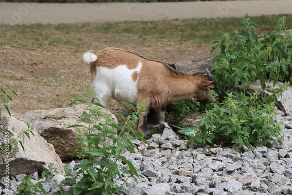Fototapeta Chèvre