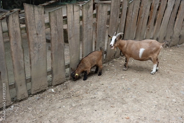 Fototapeta Chèvre