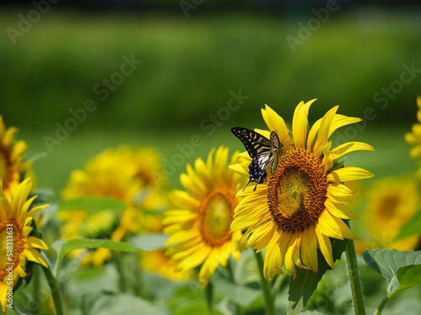 Fototapeta ひまわり畑とアゲハチョウ【アスピア玉城】