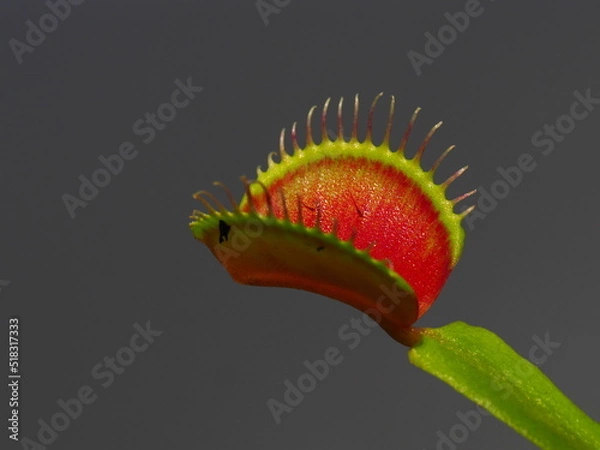 Obraz Venusfliegenfalle