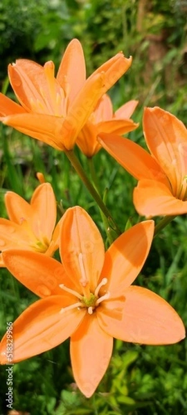 Obraz Closeup of beautiful, vibrant, orange tiger lily blossom in summer