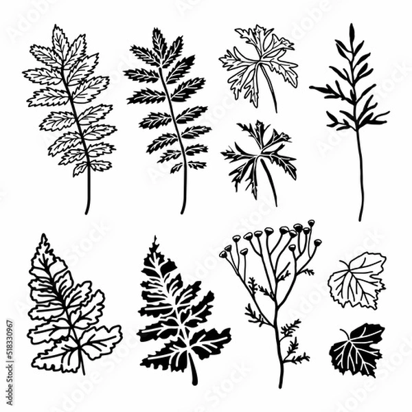 Fototapeta Botanical branches, leaves. Floral design elements. Hand drawn vector illustrations. Perfect for wedding invitations, greeting cards, prints, posters.