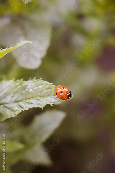 Fototapeta ladybug on a leaf