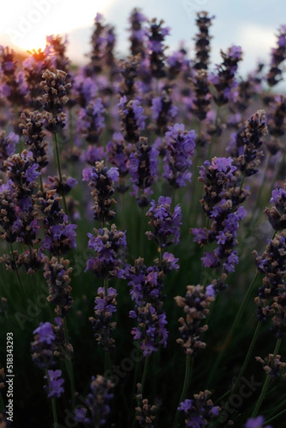 Fototapeta field of lavender