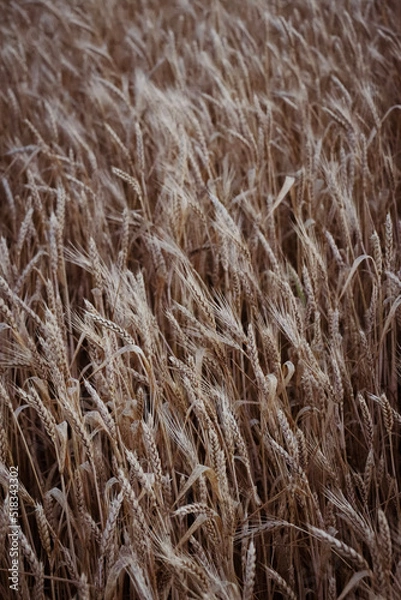 Obraz grass in the wind