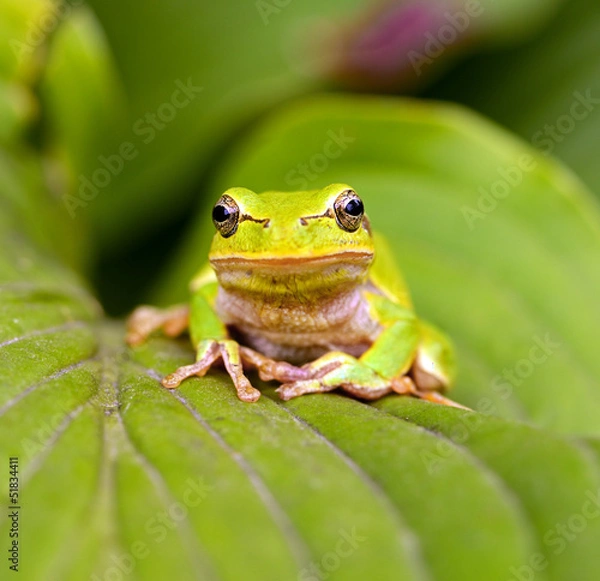 Obraz Frog
