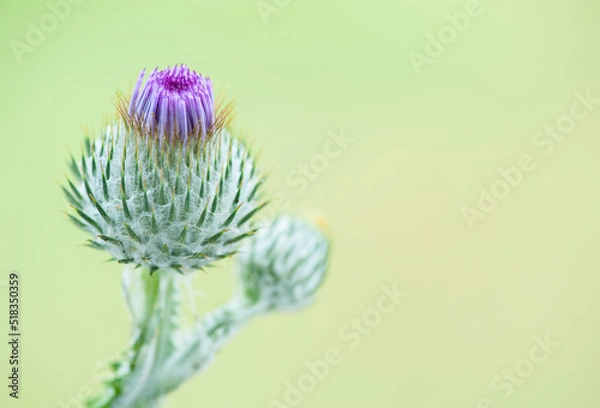 Fototapeta Close up of Cotton thistle flower
Flowering Cotton thistle flower on a green blurred background with copy space for text.
