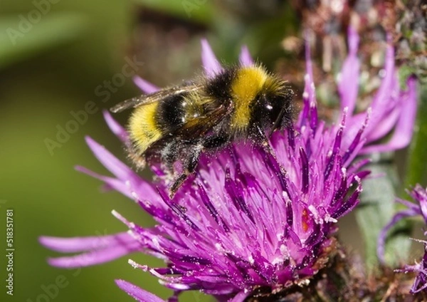 Obraz bee on a flower