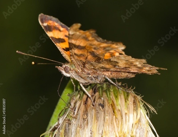 Obraz butterfly on the grass
