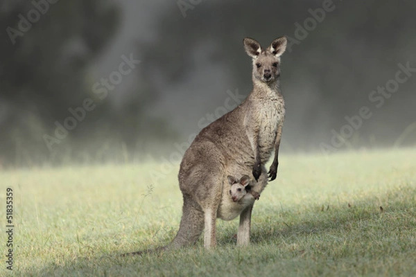 Fototapeta Wschodni Grey Kangaroo z Joeyem